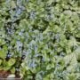 Bugloss (Brunnera Macrophylla) – Silver Heart – #1 Container